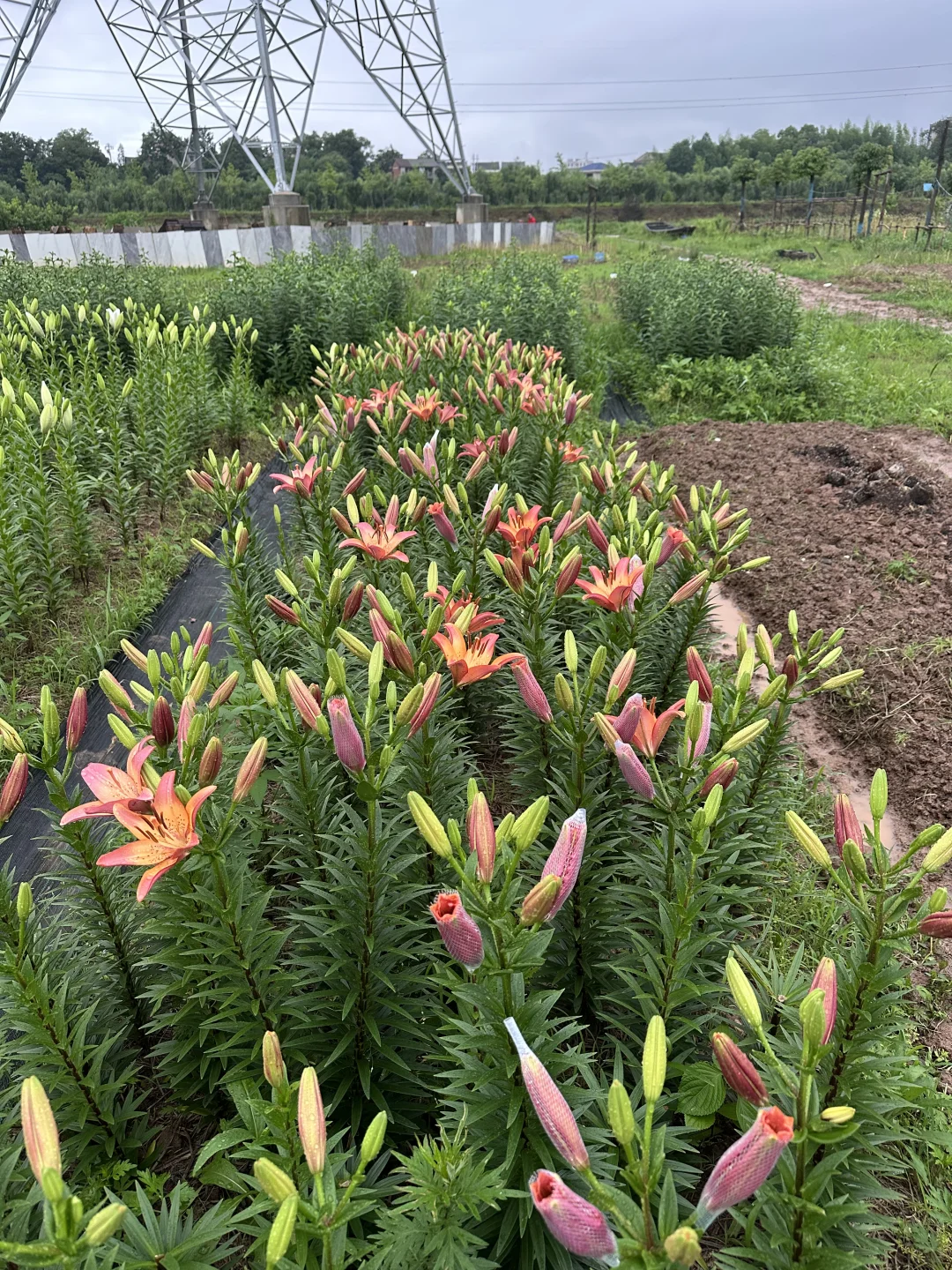 你们慢点开，我卖不过来啊