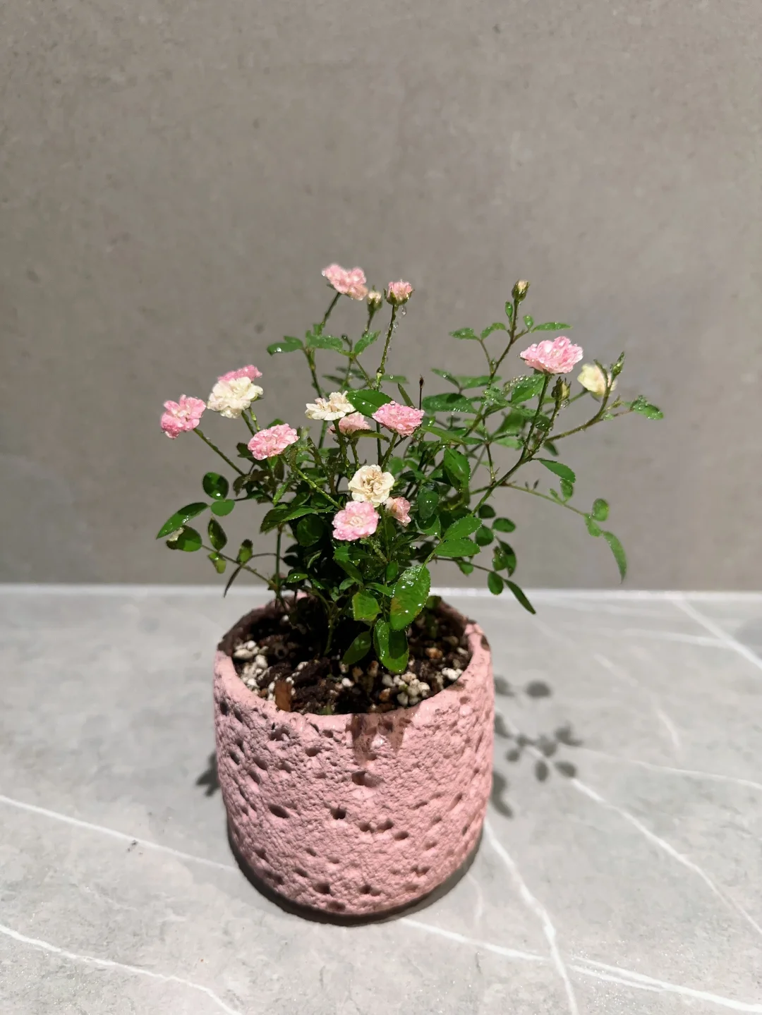 小的不成样 却美得不像话?｜超微月季