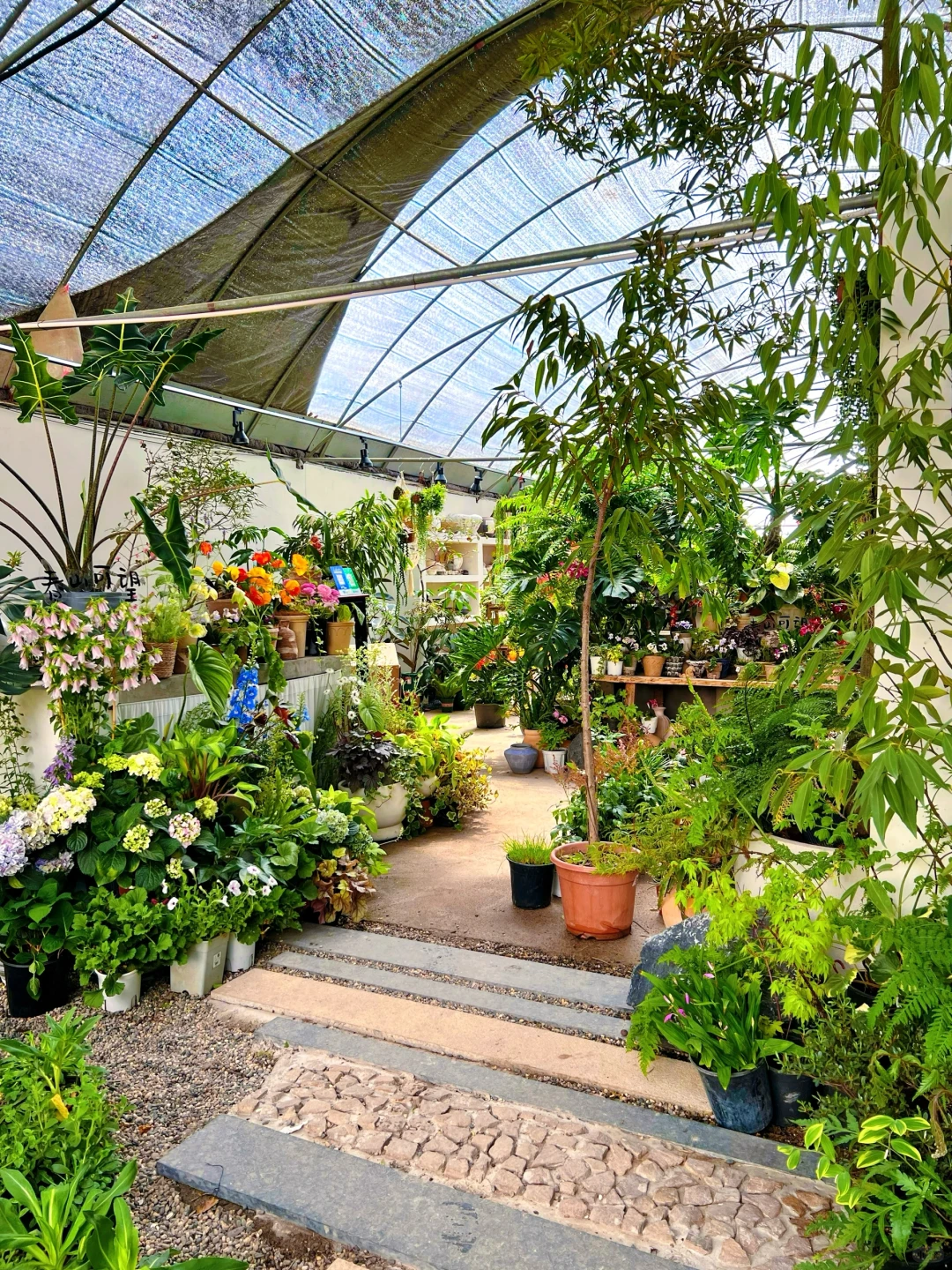 洛阳｜你不知道的买花地儿！(2025 最新实探)