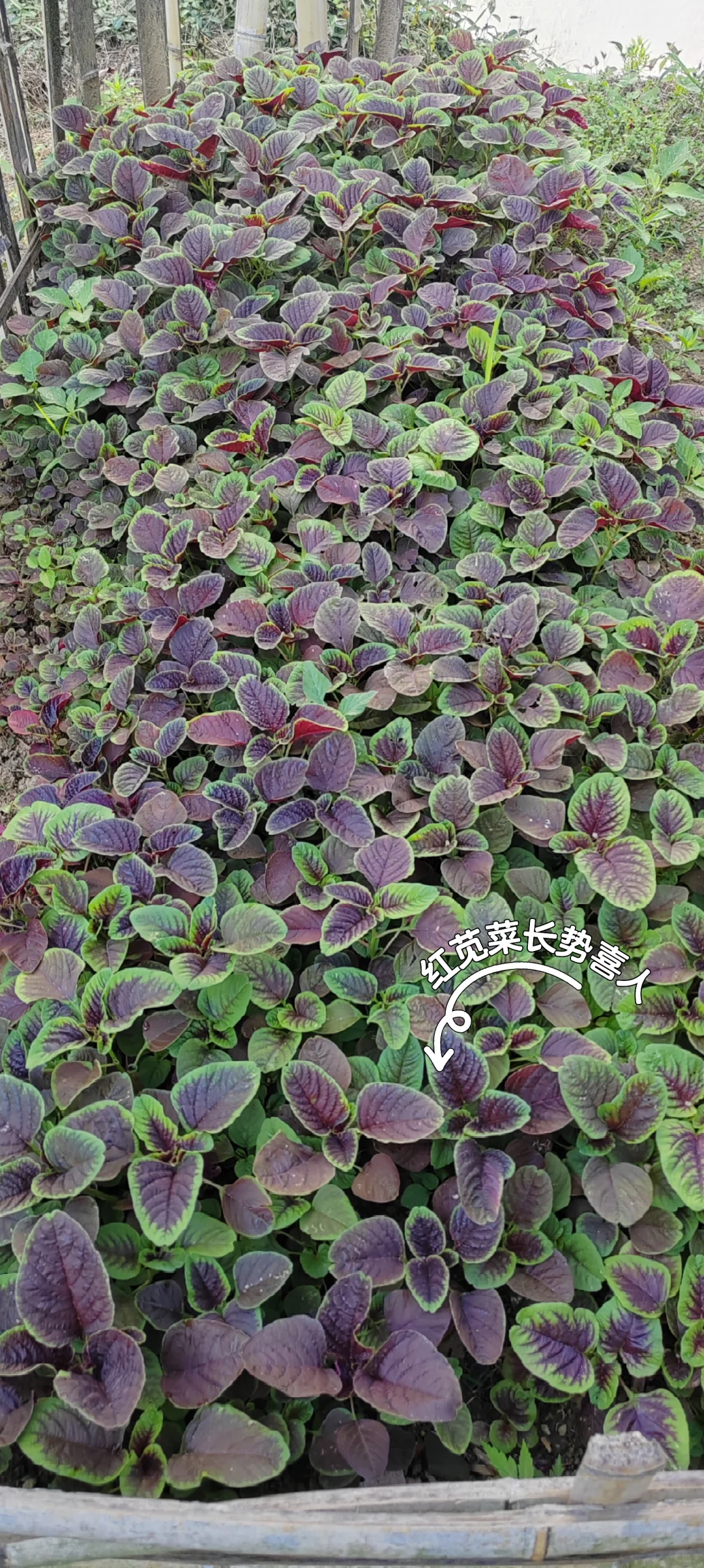 春天播种的蔬菜，夏天也是丰收的季节