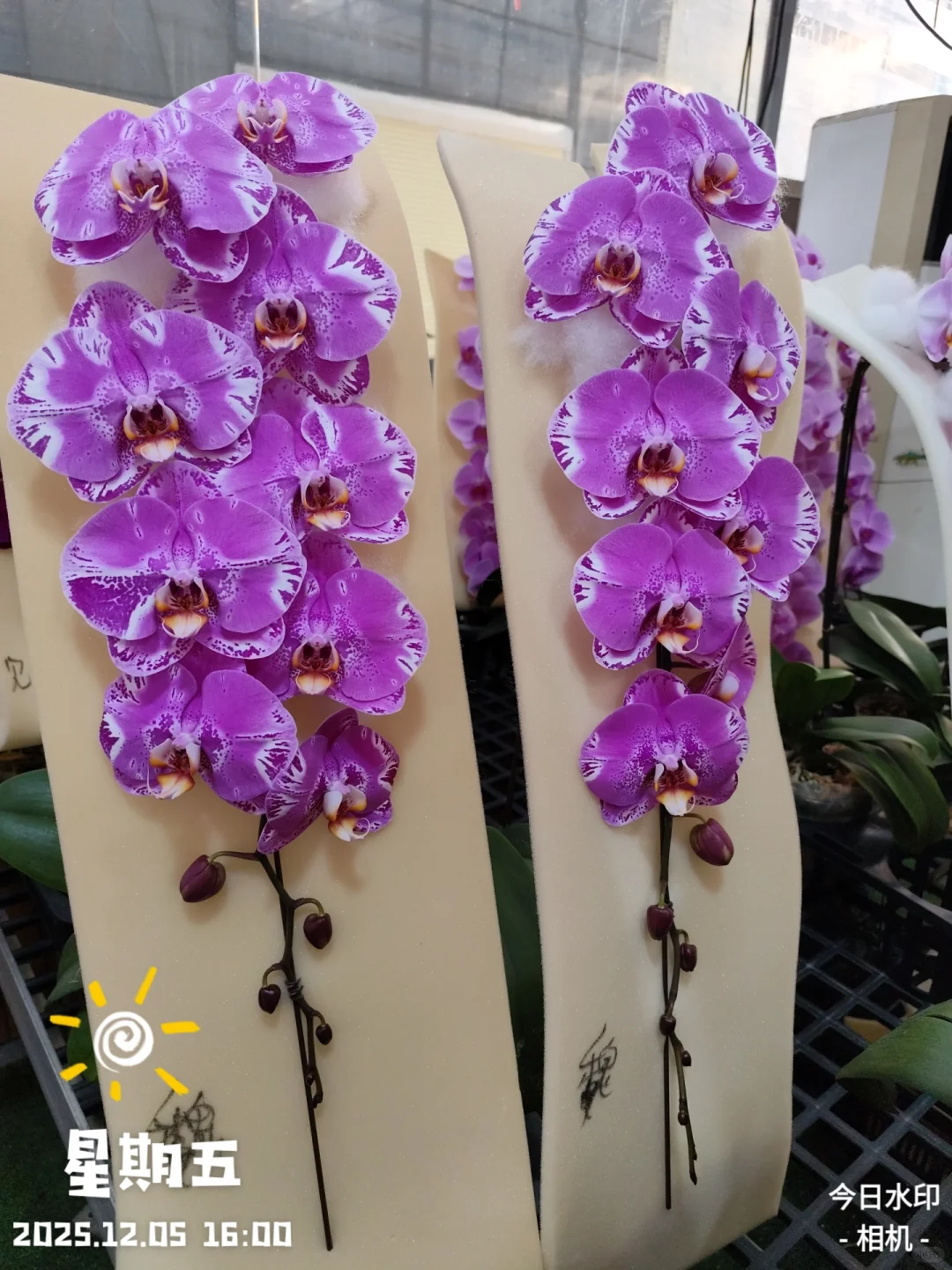 靚到Dum一聲@香港??蝴蝶兰?