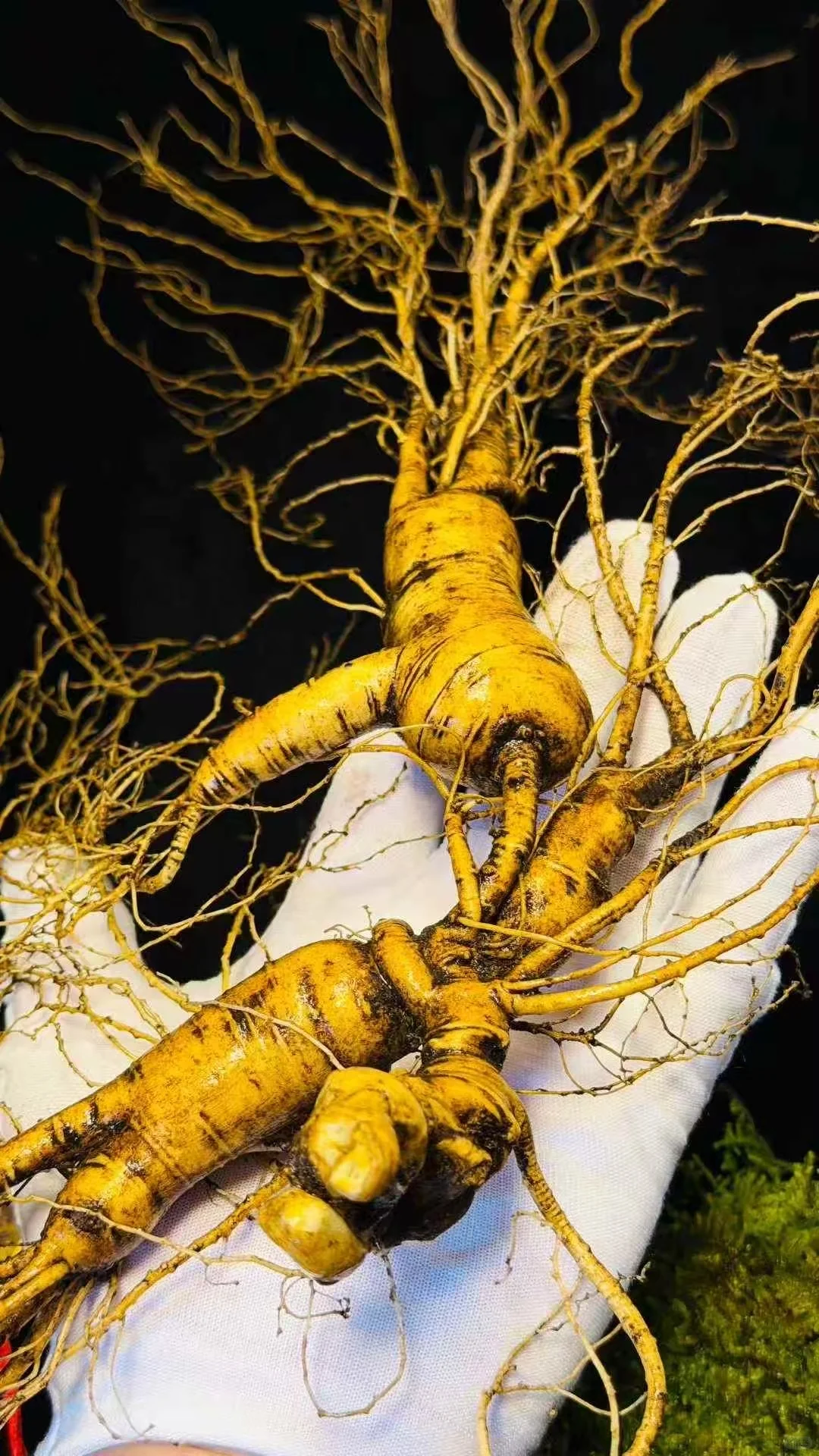 林下参的好处你知道么