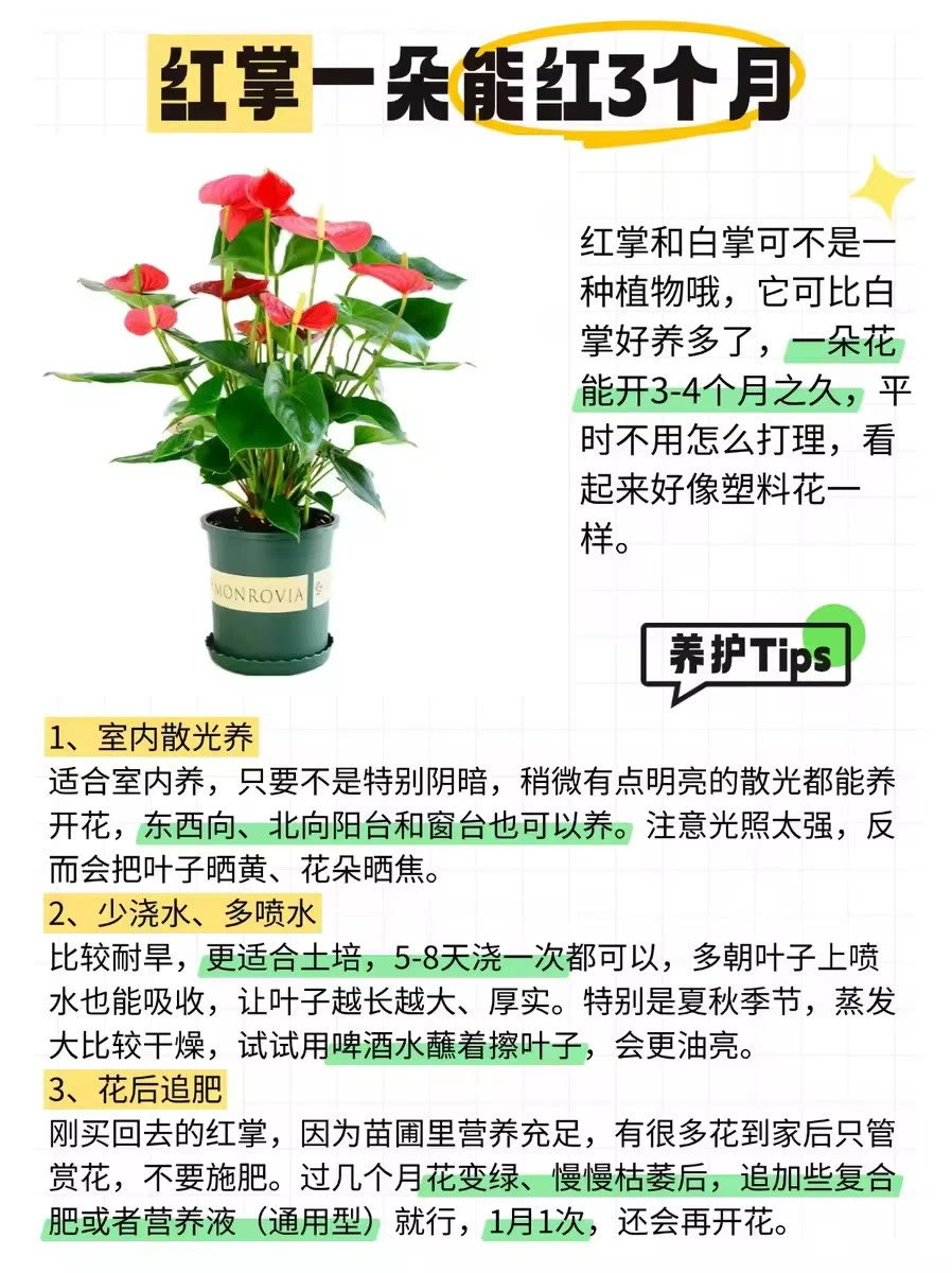 ?12种全年开花植物，懒人来挑战