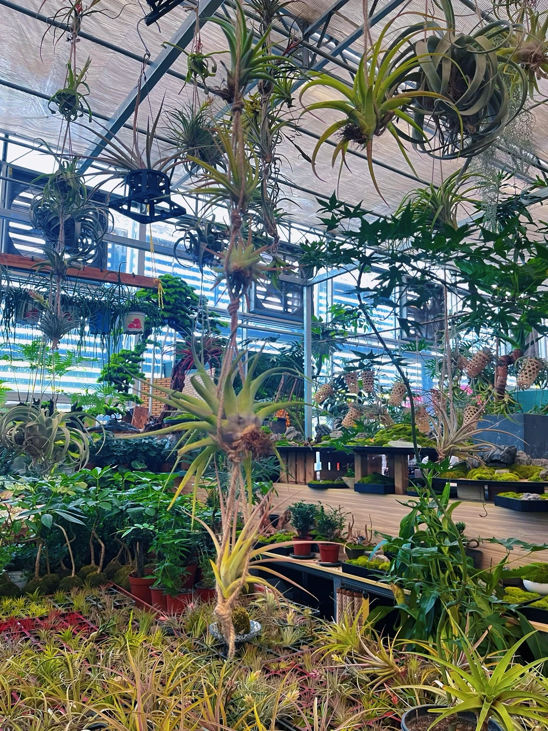 植物爱好者有自己的莫奈花园