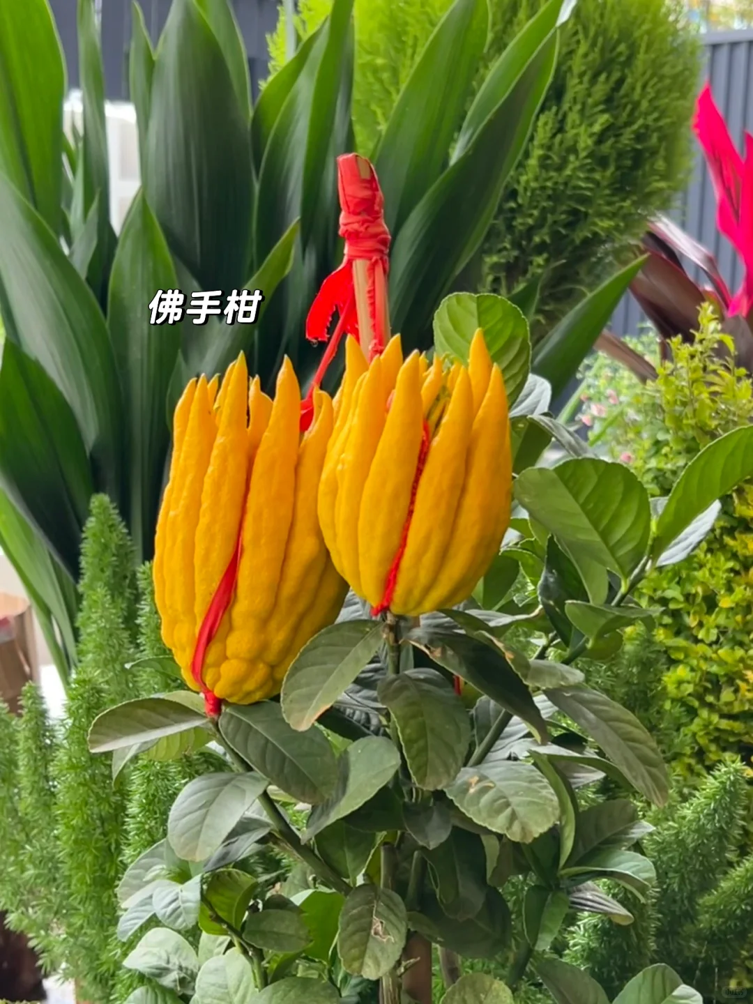 ?花园植物搭配｜普通人自己买植物装的花园