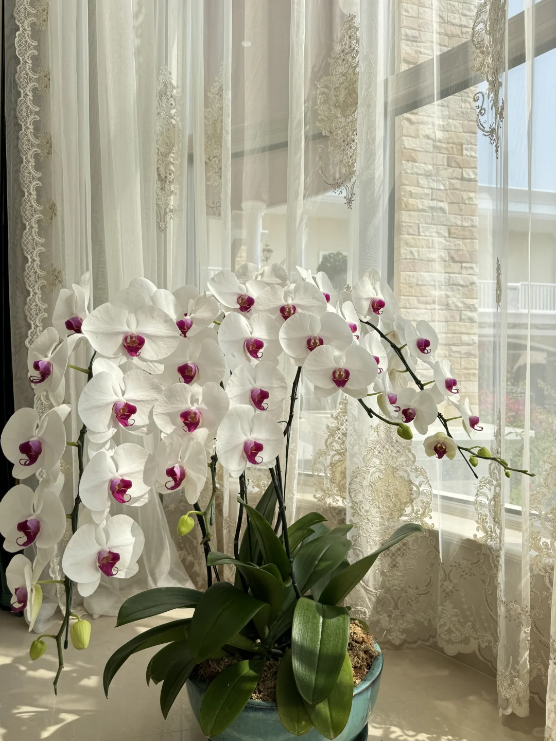 养兰花的尽头是蝴蝶兰