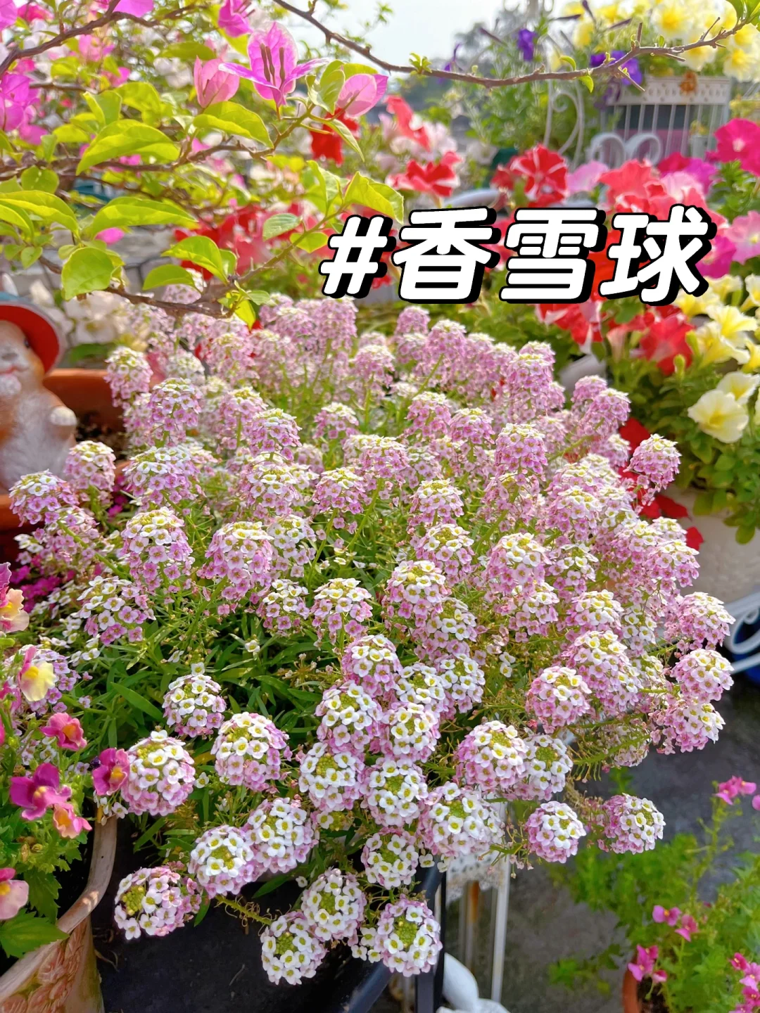 为什么我强烈推荐两广花友秋冬一定要种草花