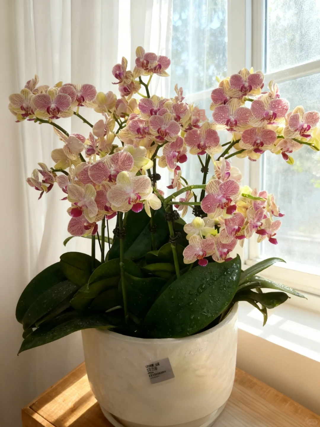 好看到犯规！！蝴蝶兰不愧国民绿植~超美哇。