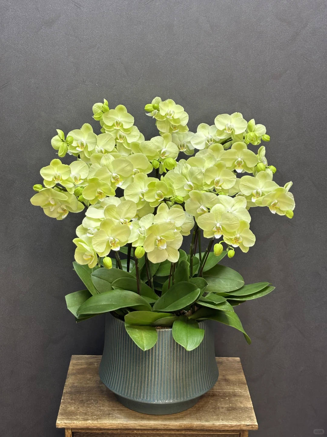 夏天的专属绿色蝴蝶兰养眼