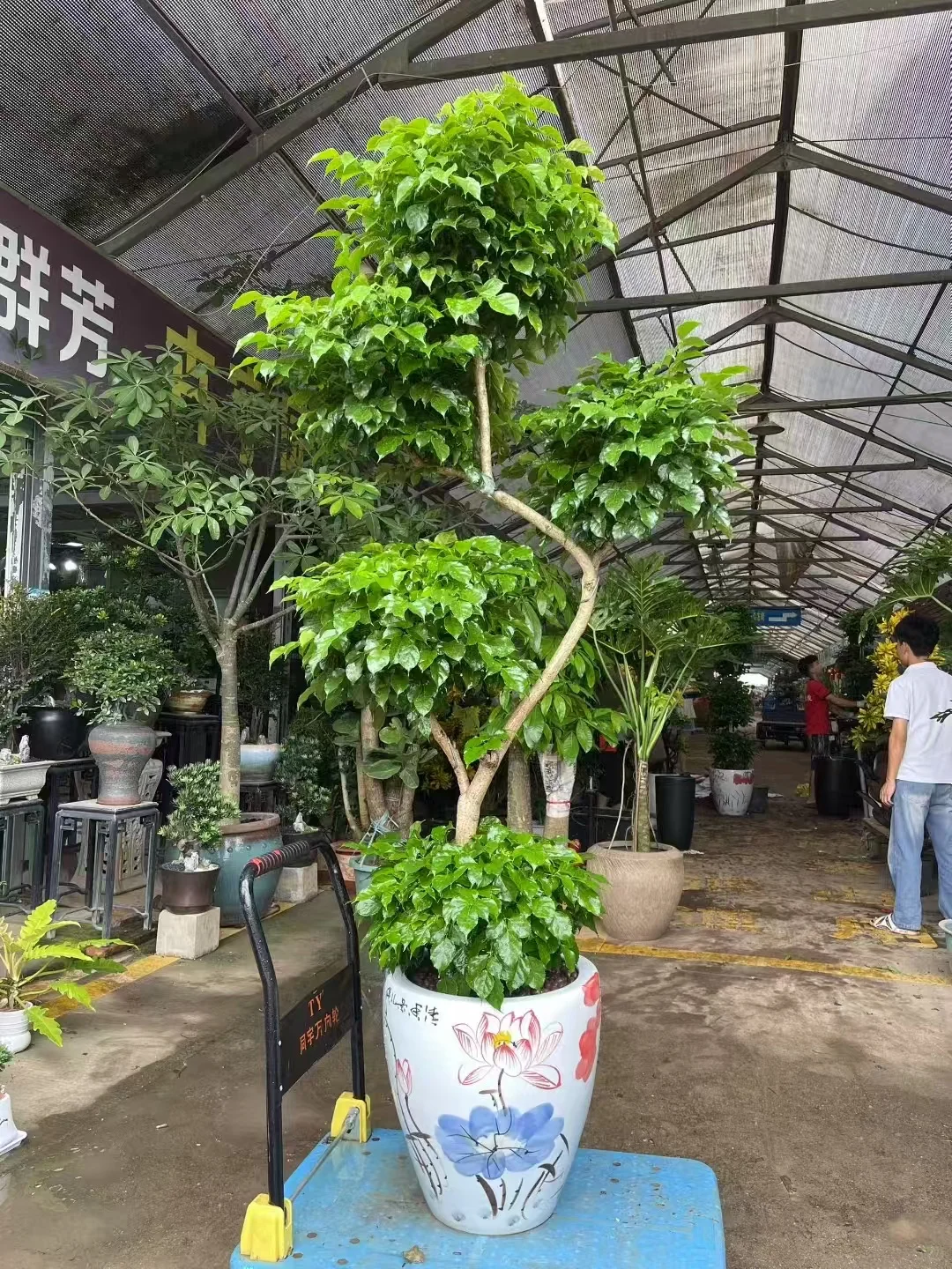 深圳绿植香港可送货上门