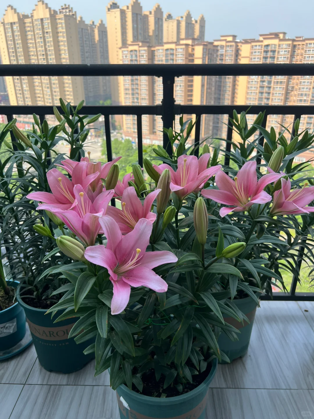 你们的百合开花了吗？