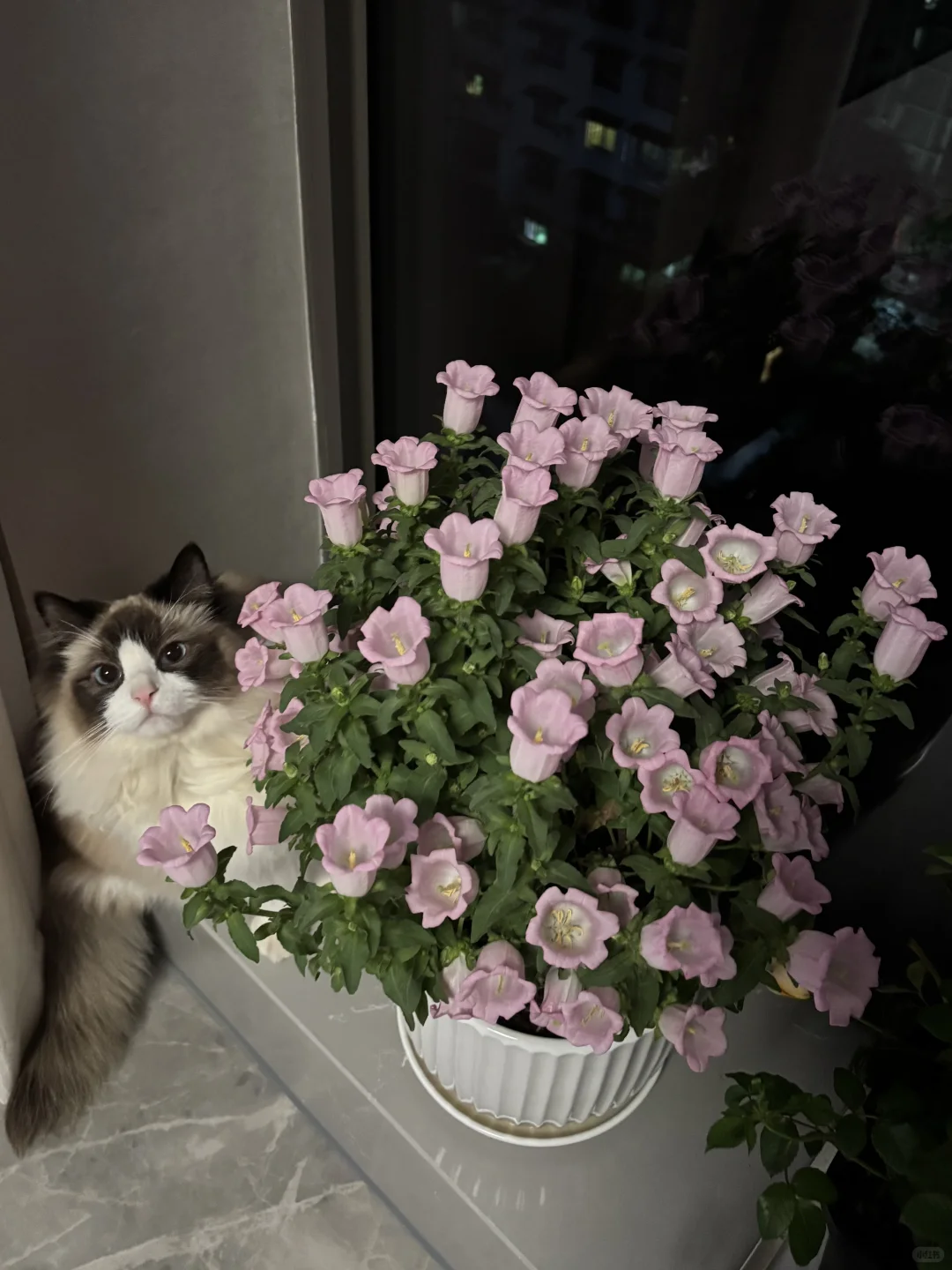 真的是开花机器～