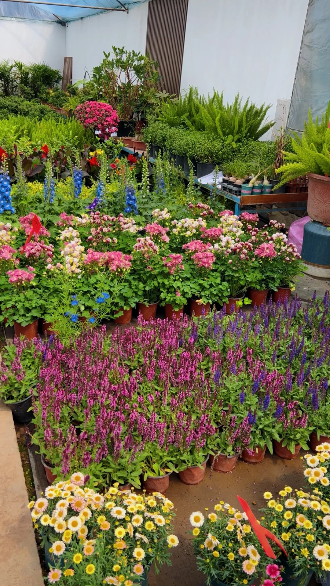 洛阳｜你不知道的买花地儿！(2025 最新实探)