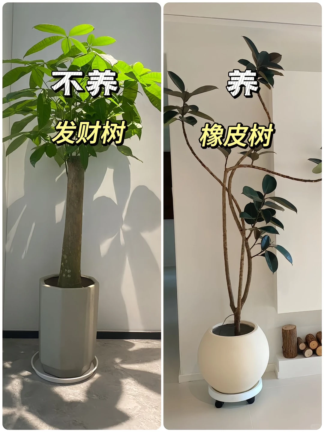 适合懒人养的高颜值绿植?！