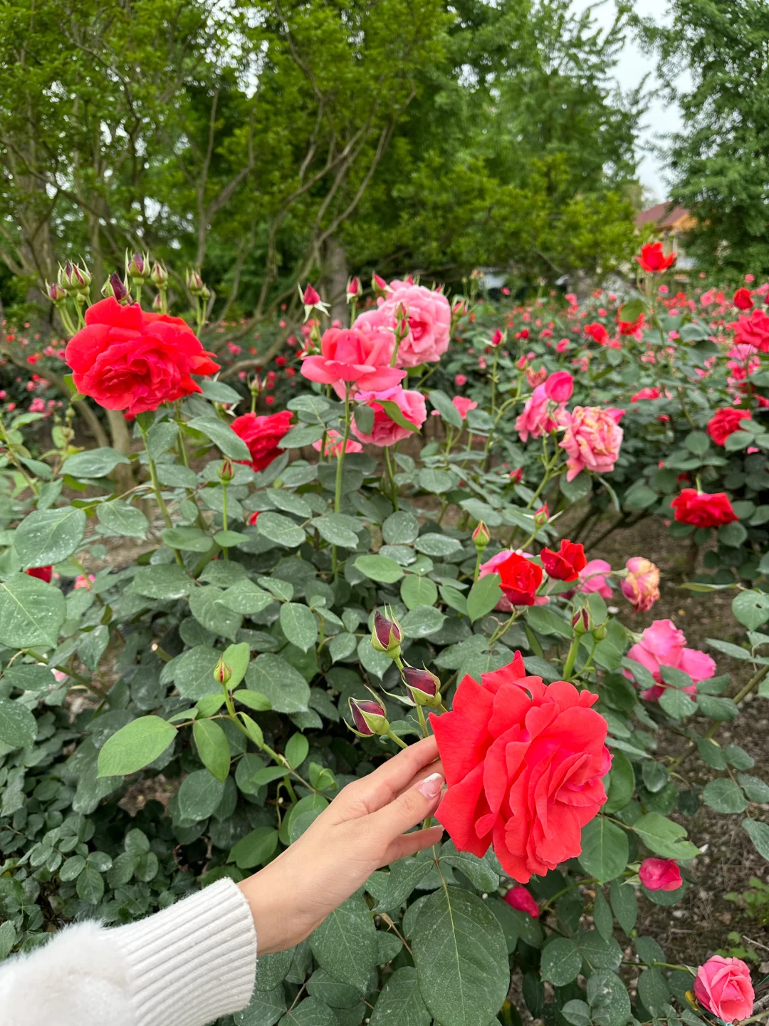 发现一片超美的玫瑰花园