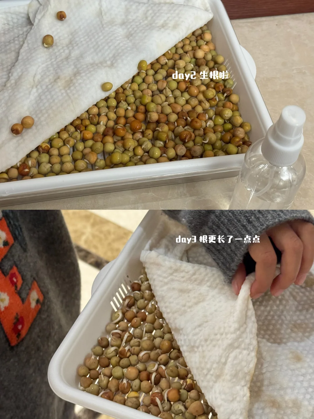 速报❗️刻在DNA里的种菜基因已经觉醒了?