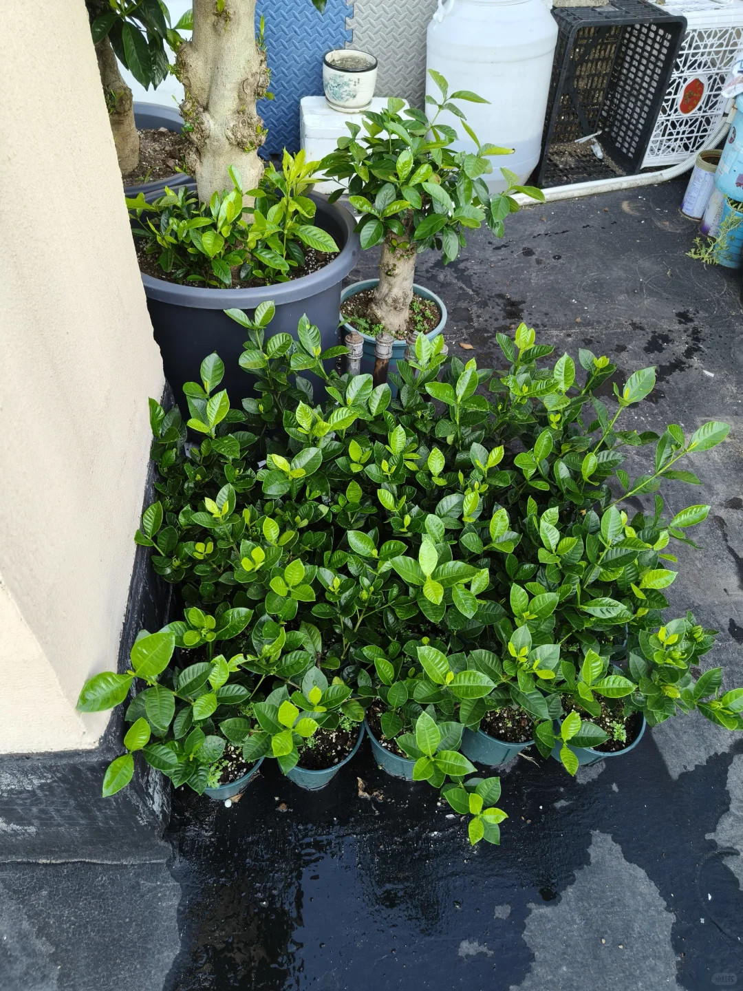 到底是谁，把栀子花养?这么绿