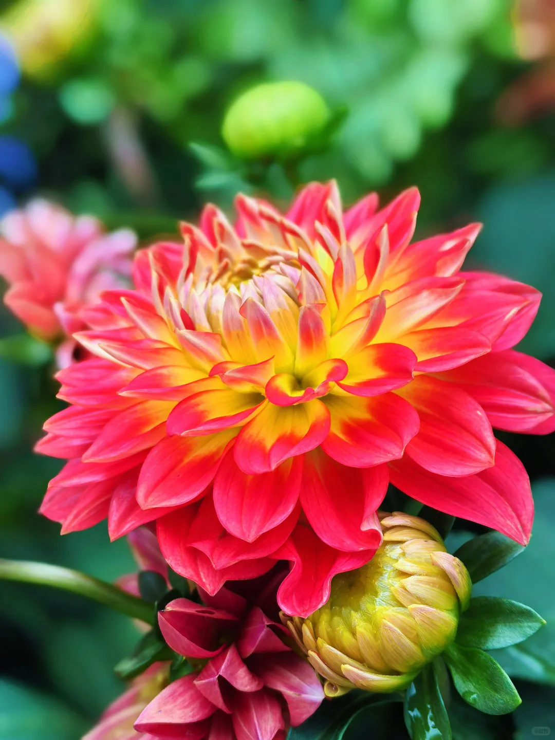 好看的花一定要分享给你（小丽花）