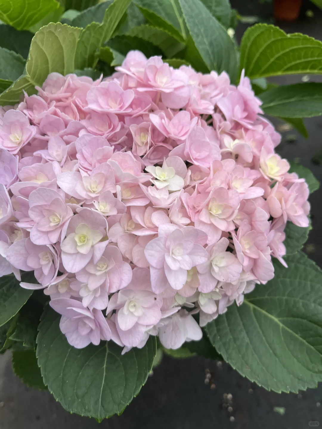 今天的绣球花也太治愈了～