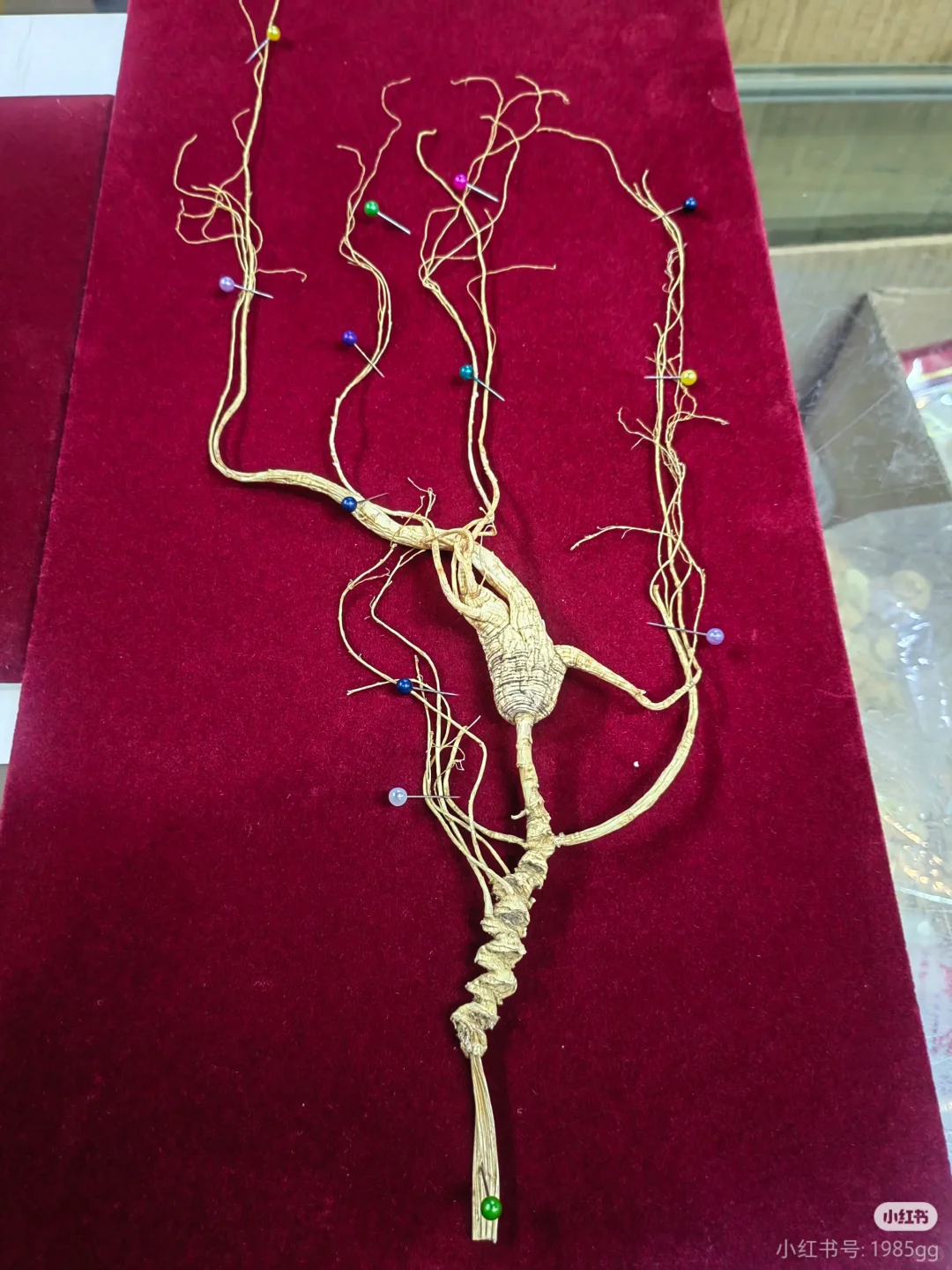 看看怎么选！林下参！