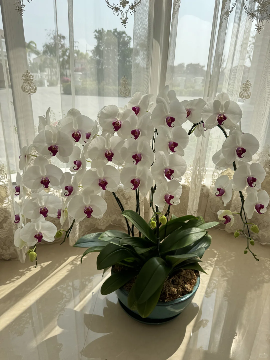 养兰花的尽头是蝴蝶兰