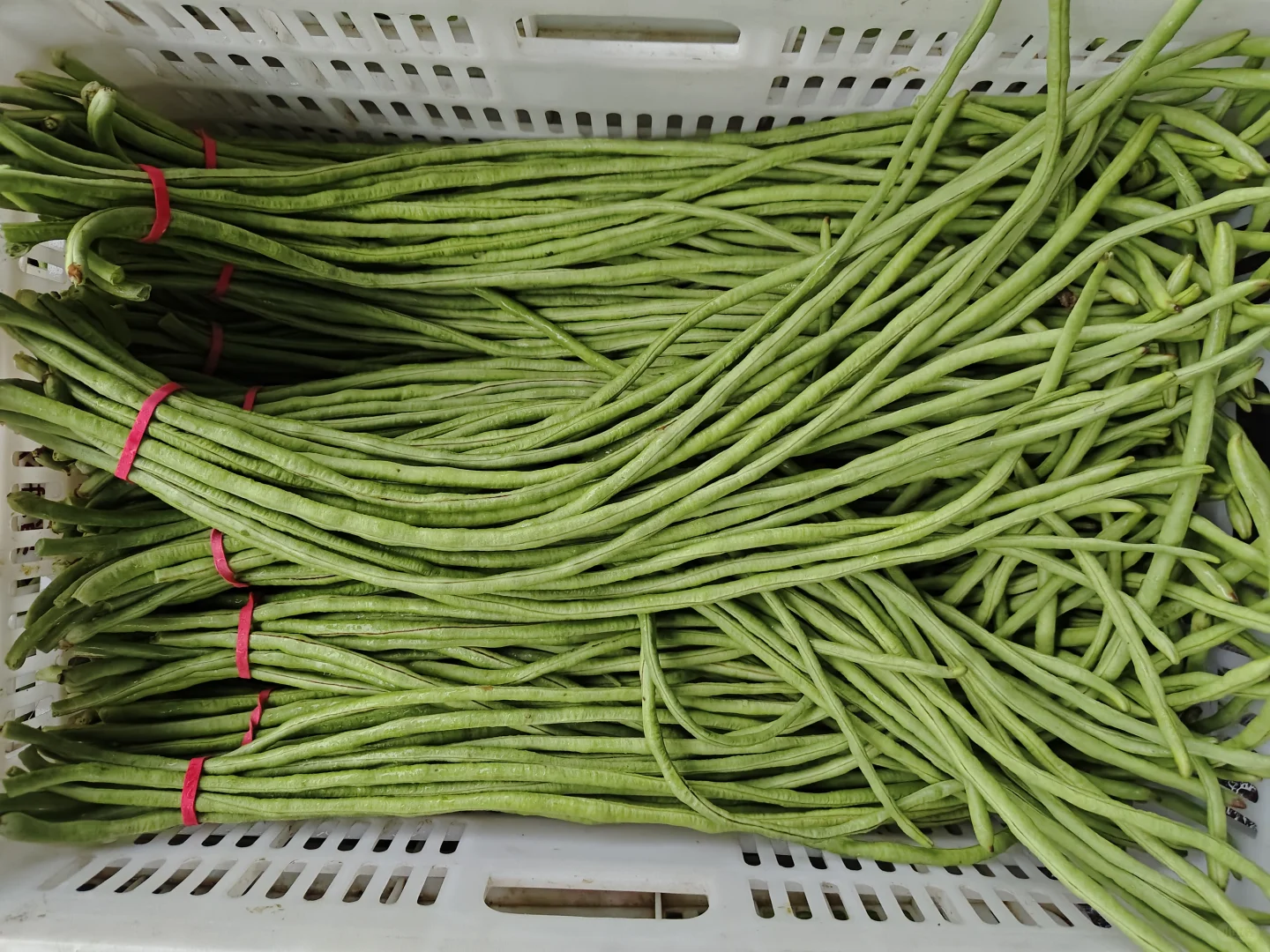 合肥10月1号国庆节蔬菜批发价格