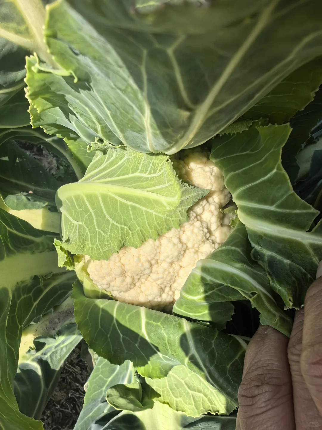 菜地种植的图片随时更新1.2