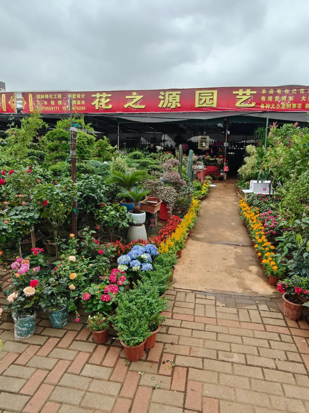 海口椰海大道金福路口绿植花卉市场