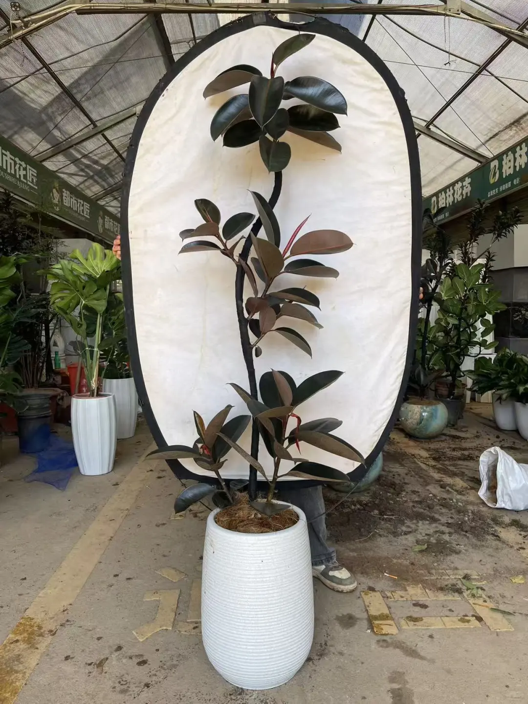 深圳绿植租赁批发，香港?配送