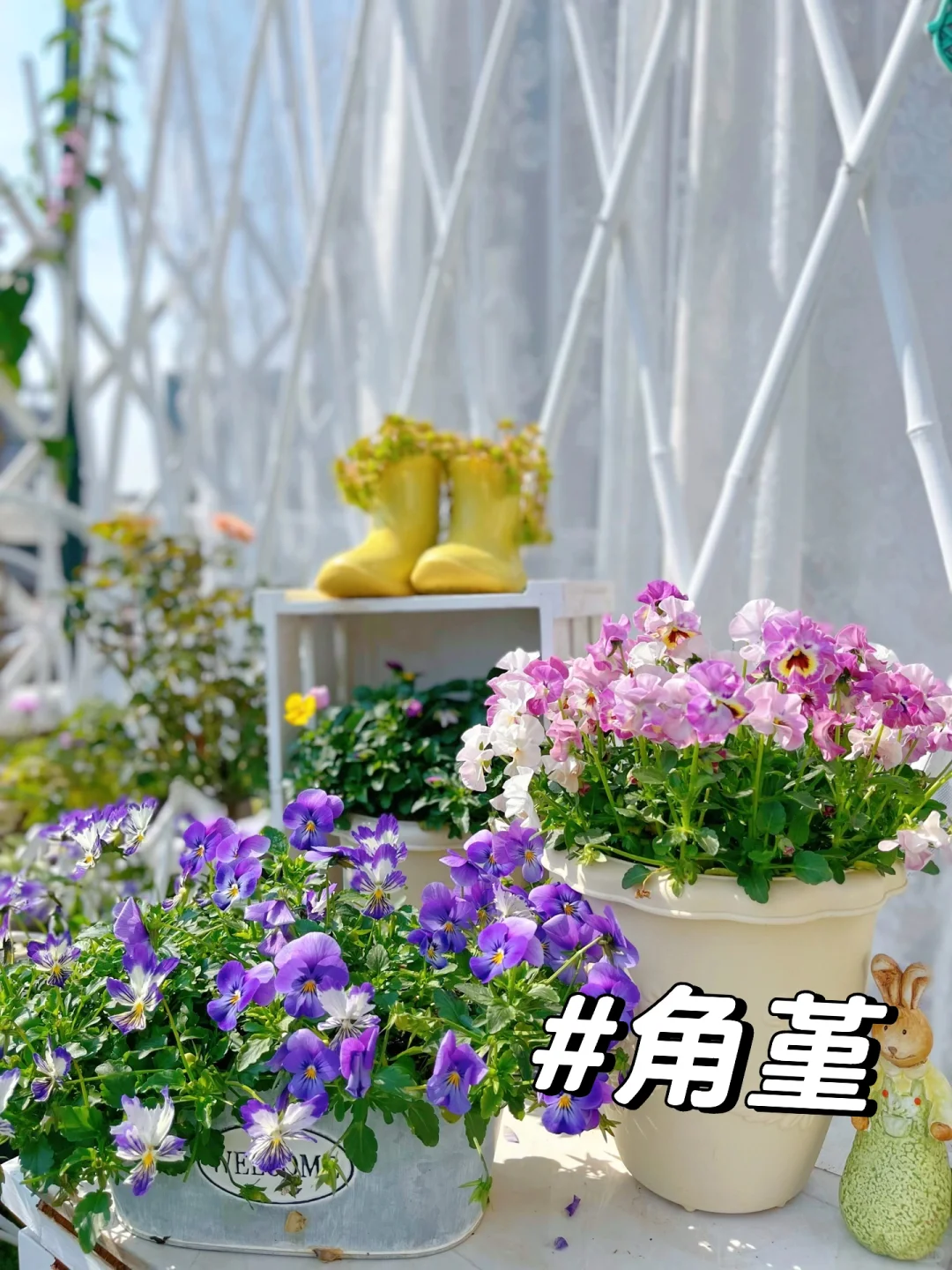 为什么我强烈推荐两广花友秋冬一定要种草花