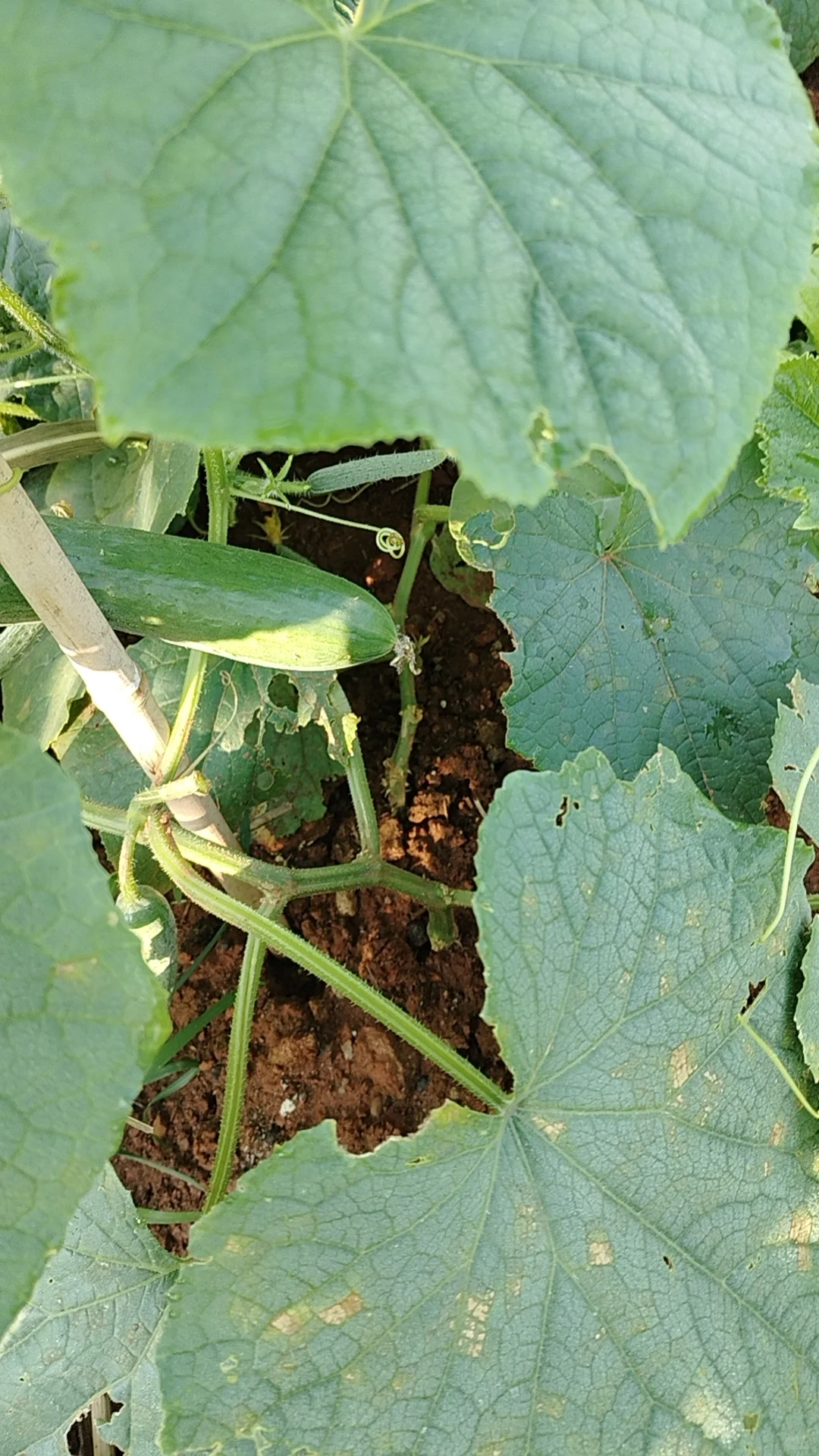 我的乡村生活菜地