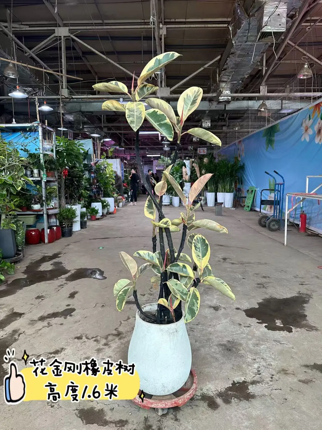 沈阳同城送货上门啦家人们?