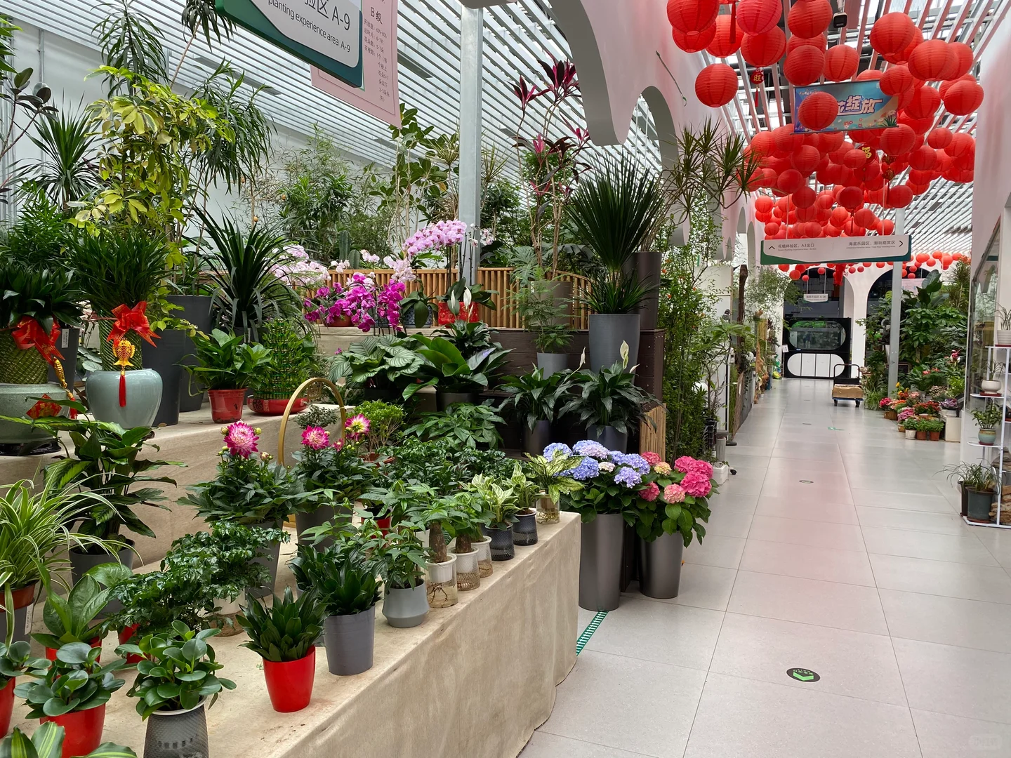 无意间发现一个宝藏花卉市场