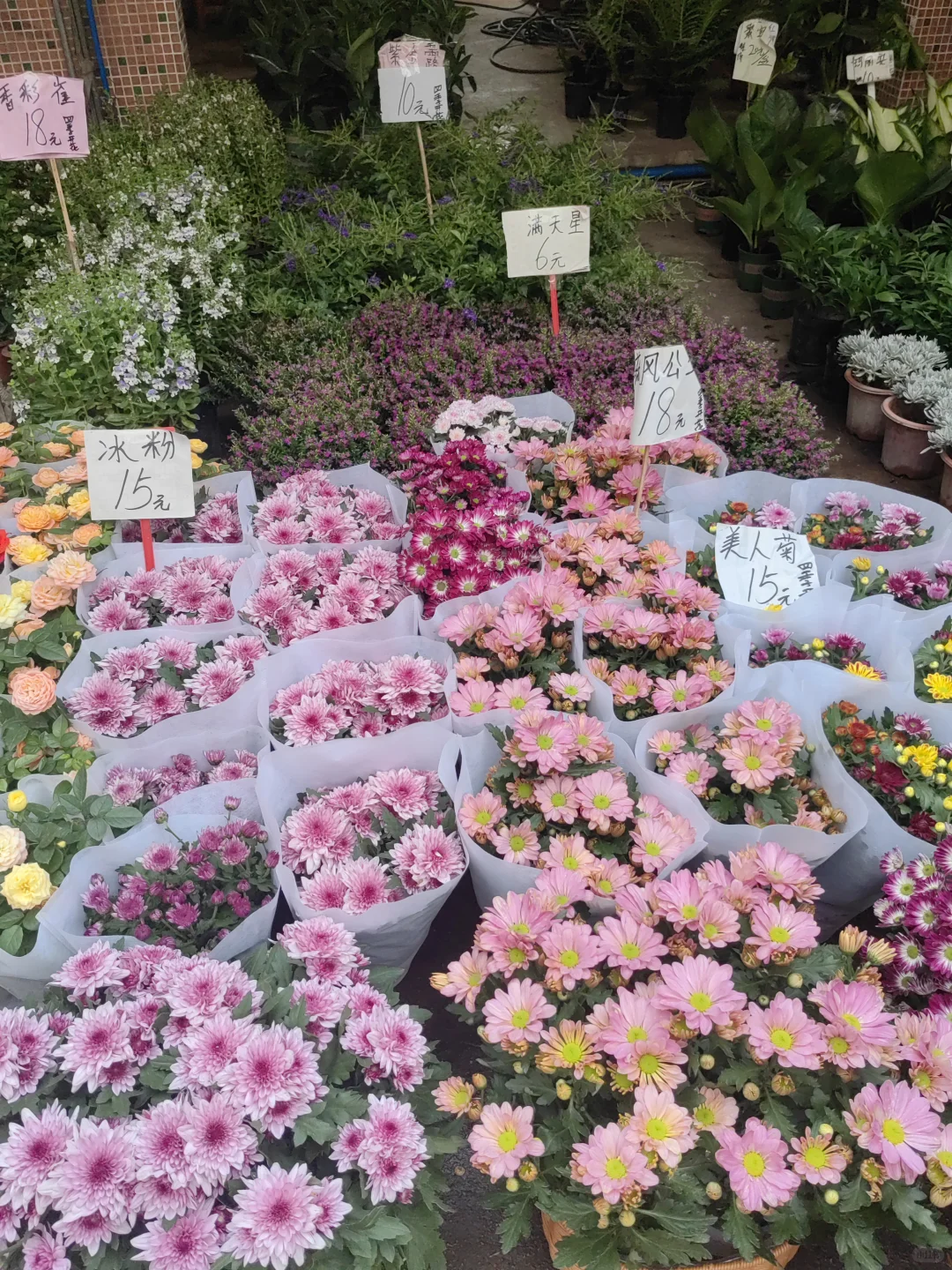 花花品种多了！2025.10.17岭南花卉市场