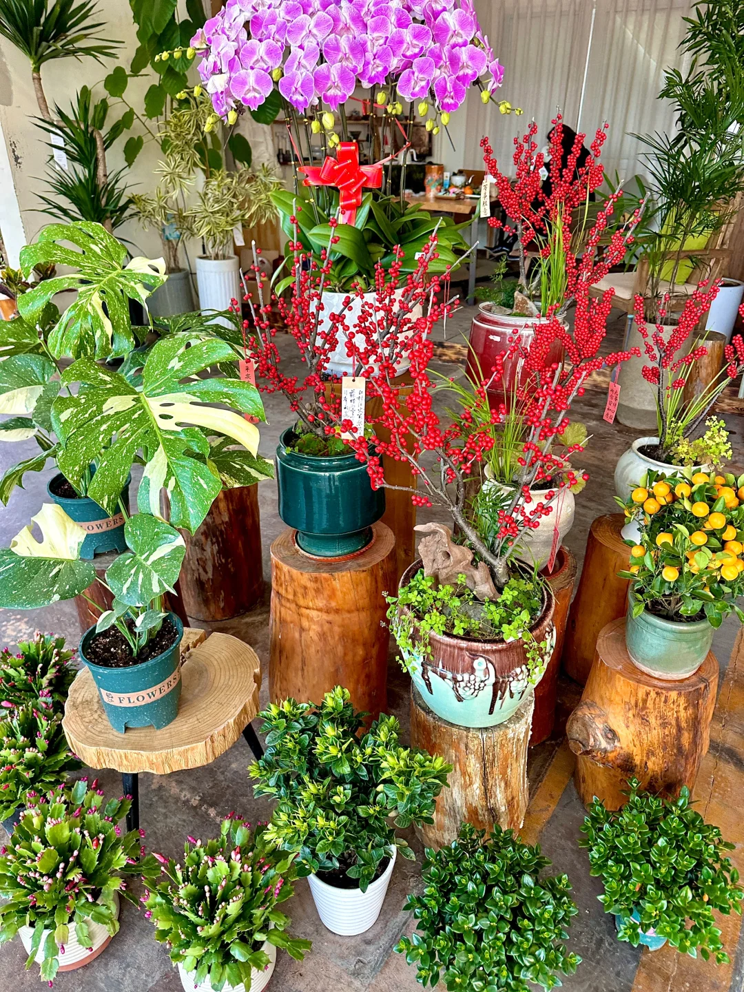 威海真的不缺无聊闲逛的小店……（绿植篇）