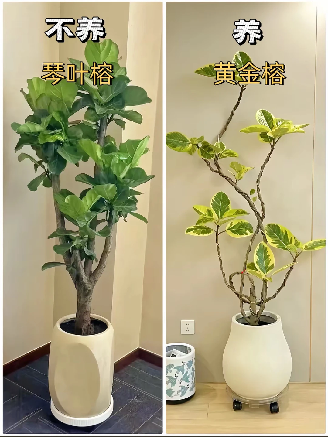 适合客厅摆放的绿植花卉，好养易活！