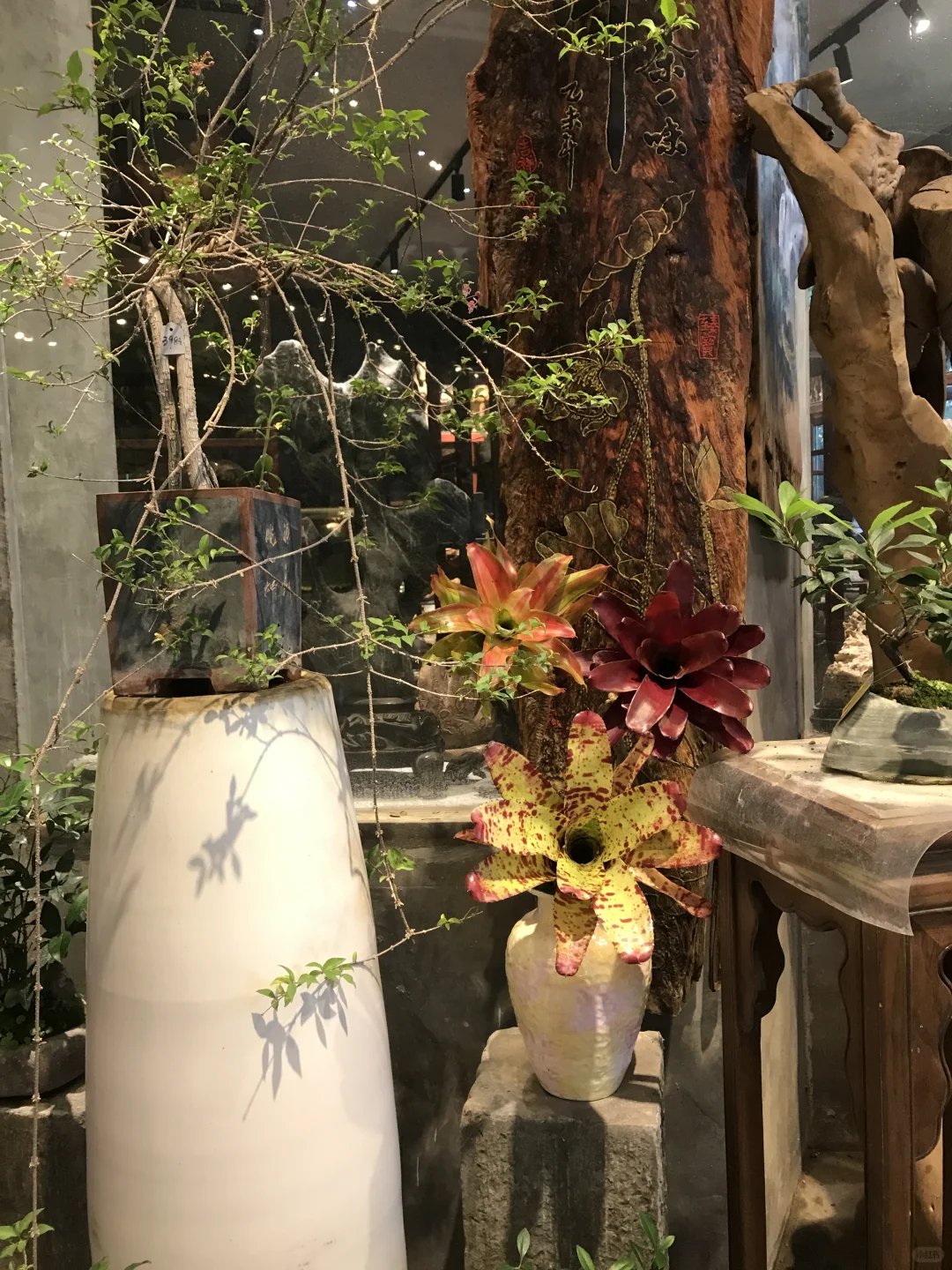 ?新品种草！积水凤梨，客厅C位