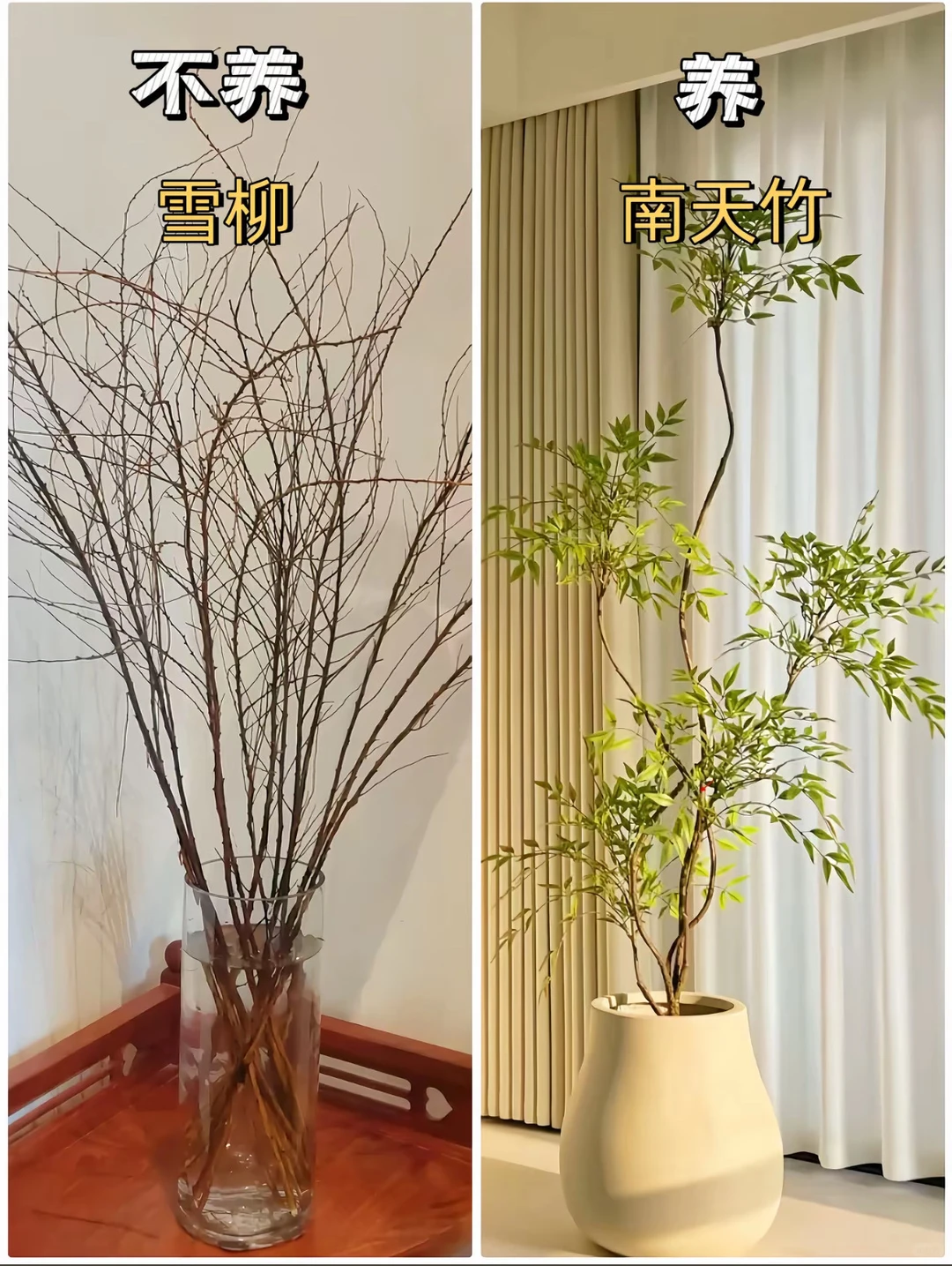 适合客厅摆放的绿植花卉，好养易活！