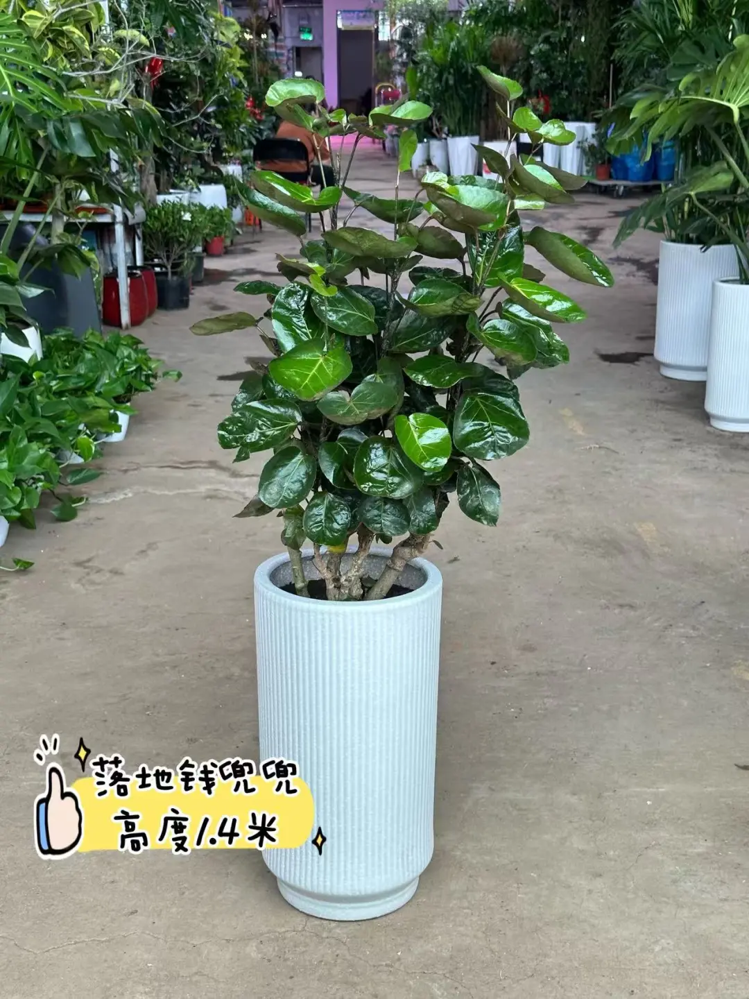 沈阳同城送货上门啦家人们?