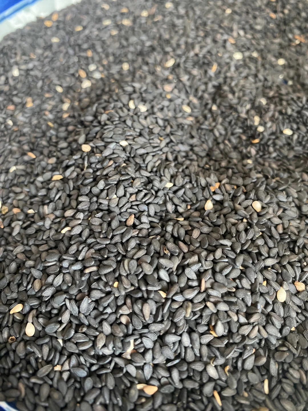 花椒地里长出的黑芝麻！丑丑的但超香✨