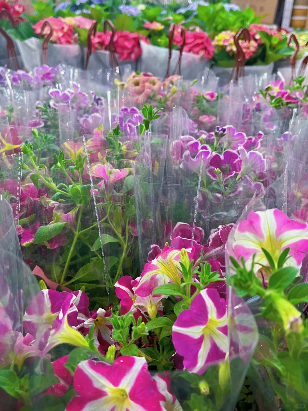 植物爱好者有自己的莫奈花园