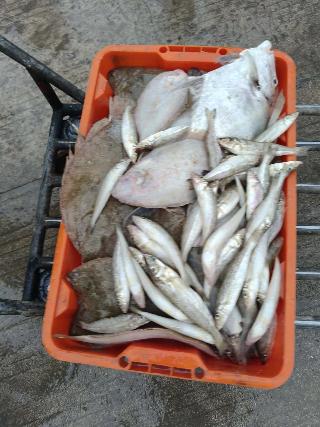 陵水本地人带路！免费代购海鲜+家庭式加工