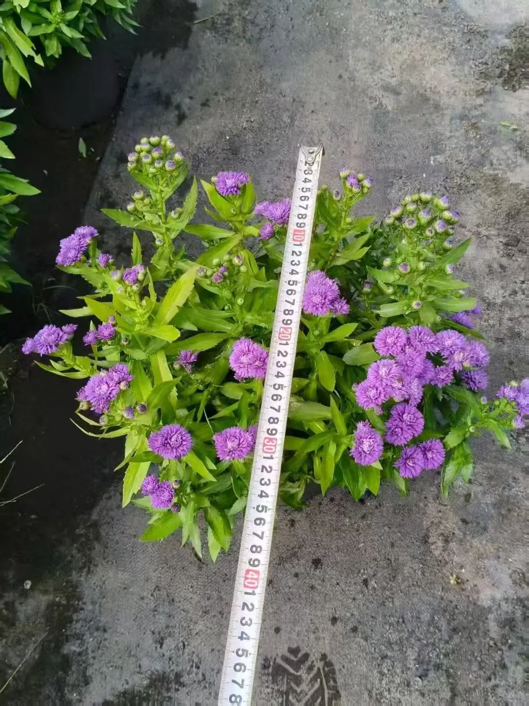 【苗木～紫菀】