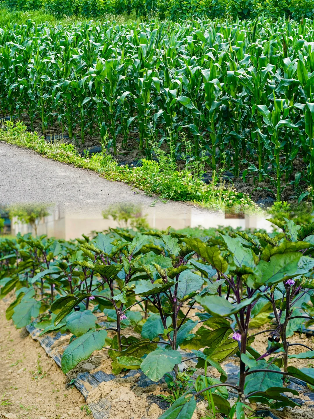 田园夏趣?乌村，让夏天的记忆不只有冰淇淋