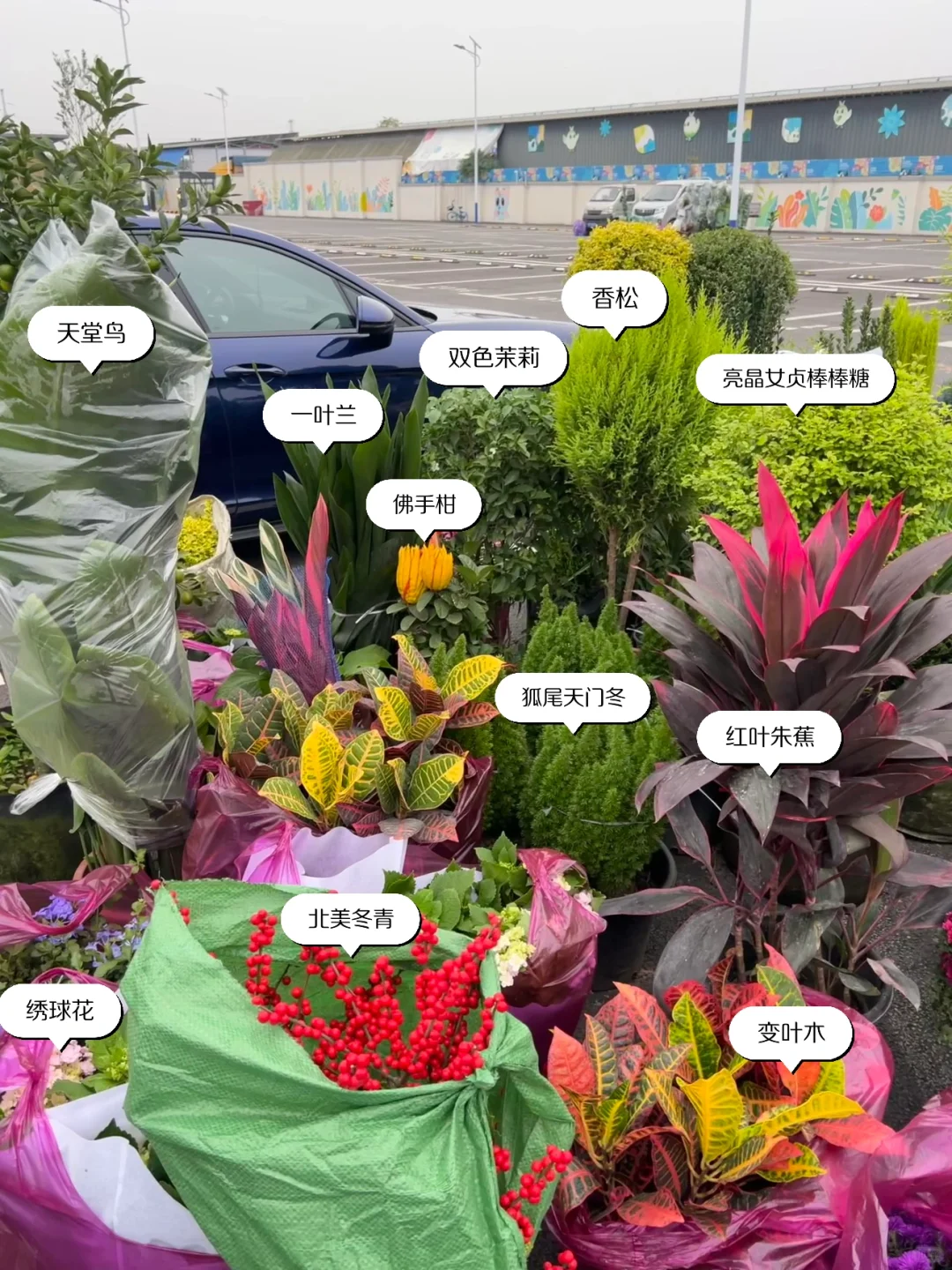 ?花园植物搭配｜普通人自己买植物装的花园