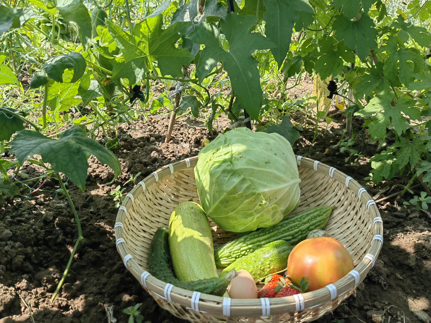 菜园终于迎来了大批量蔬菜的收获季