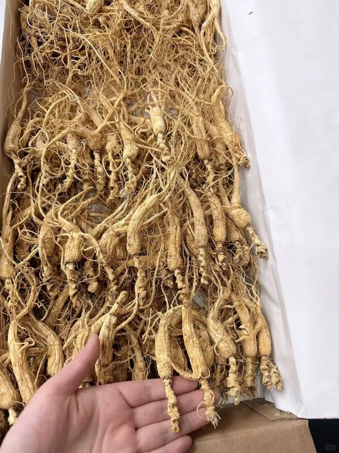 特价特价，残参，残的比较严重