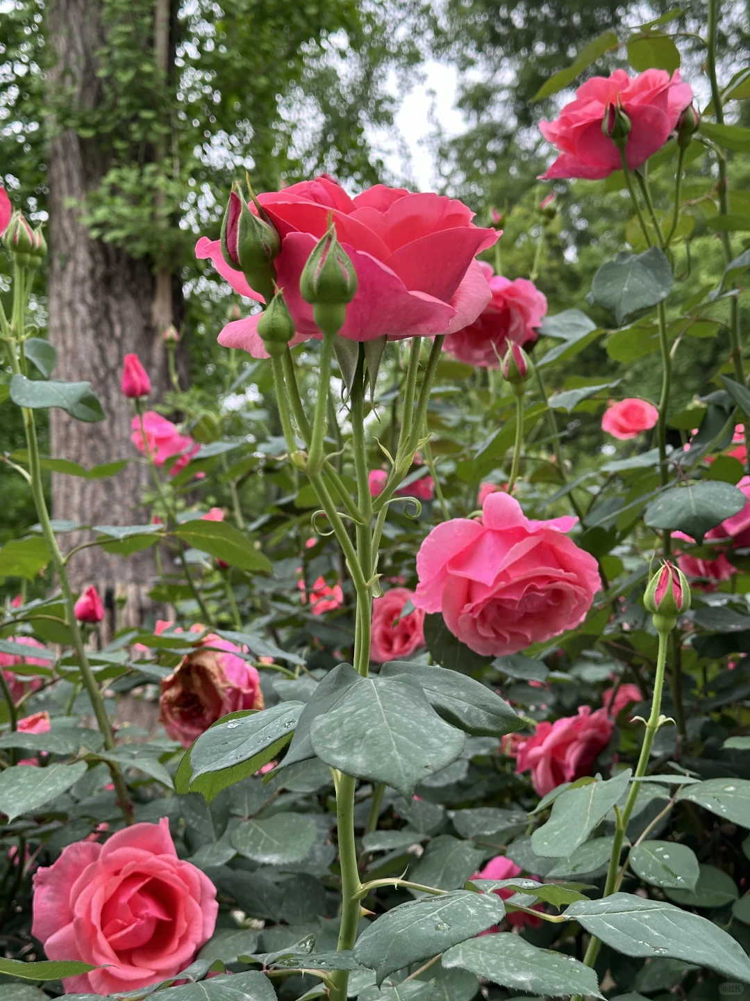 发现一片超美的玫瑰花园