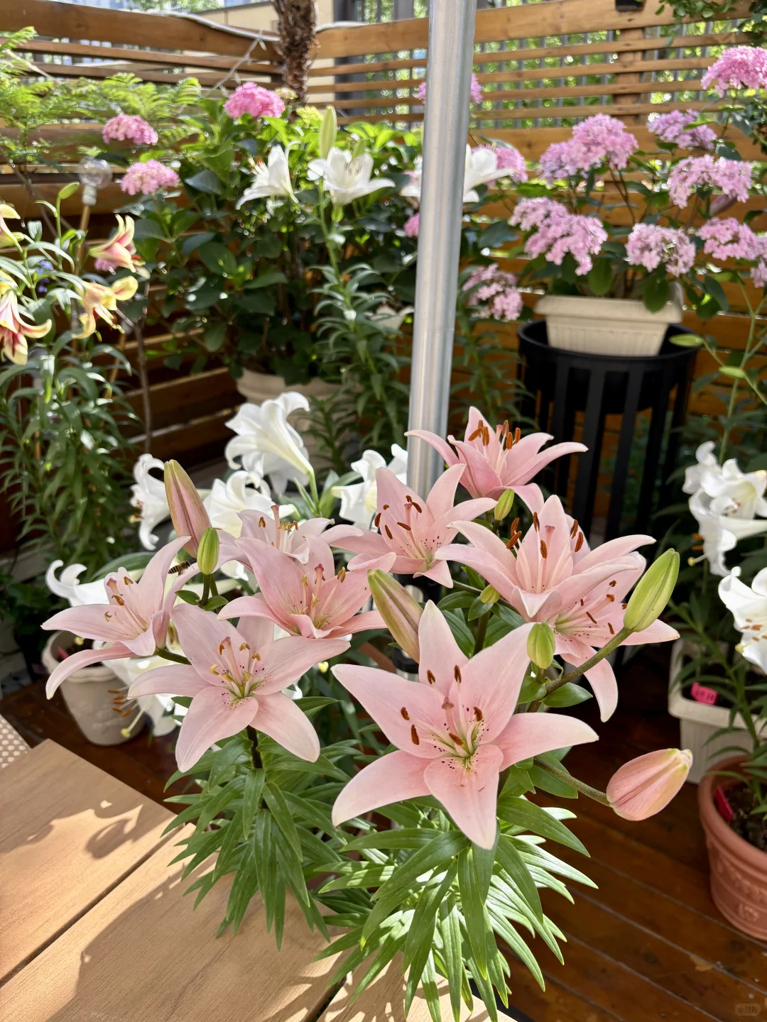 讲真，有这样的院子我能呆1年不出门！?