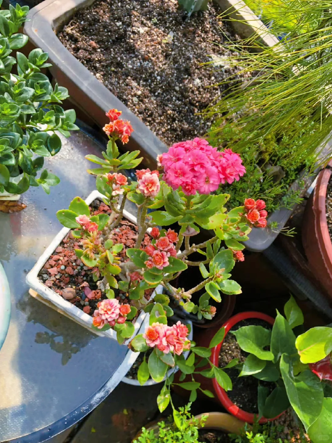 谁懂养花人的快乐?